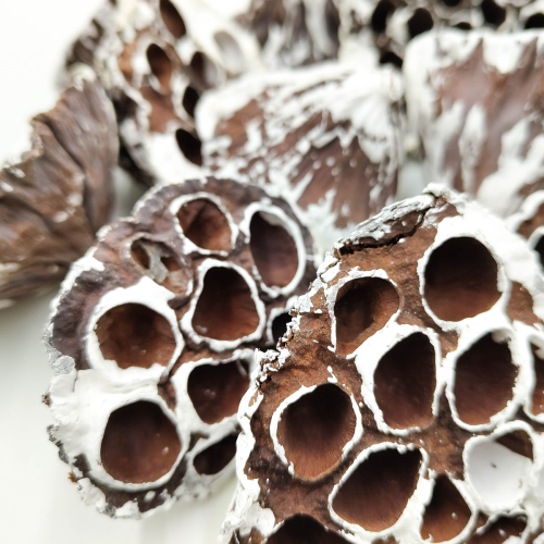 Lotos M snow tip zblizenie.png