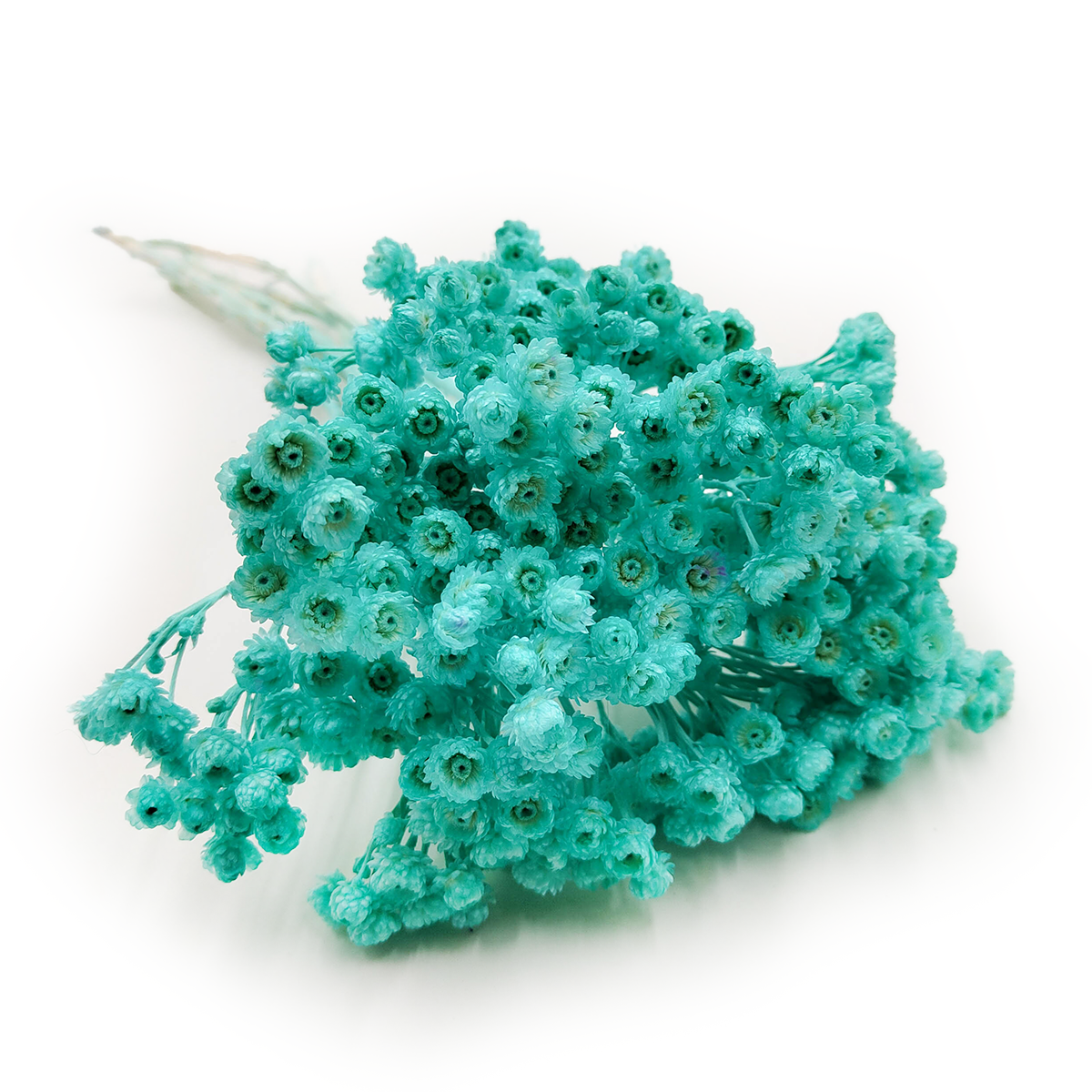 Kocanka suszona włoska - (Helichrysum italicum) - Miętowa