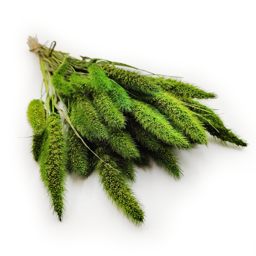 Setaria suszona zielona okladka.png