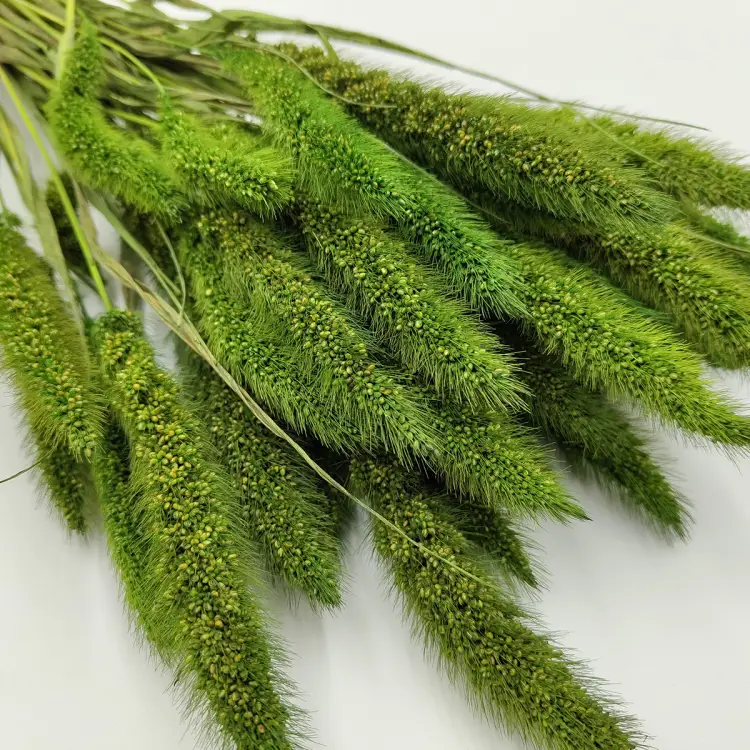 Setaria suszona zielona zblizenie.png