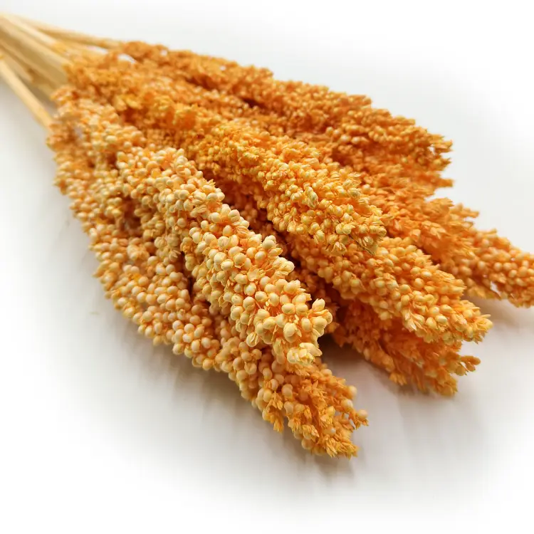 Sorgo sorghum suszone brzoskwiniowe zblizenie.png