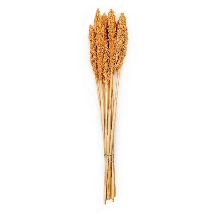 Sorgo sorghum suszone brzoskwiniowe cale.png