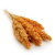 Sorgo sorghum suszone brzoskwiniowe okladka.png