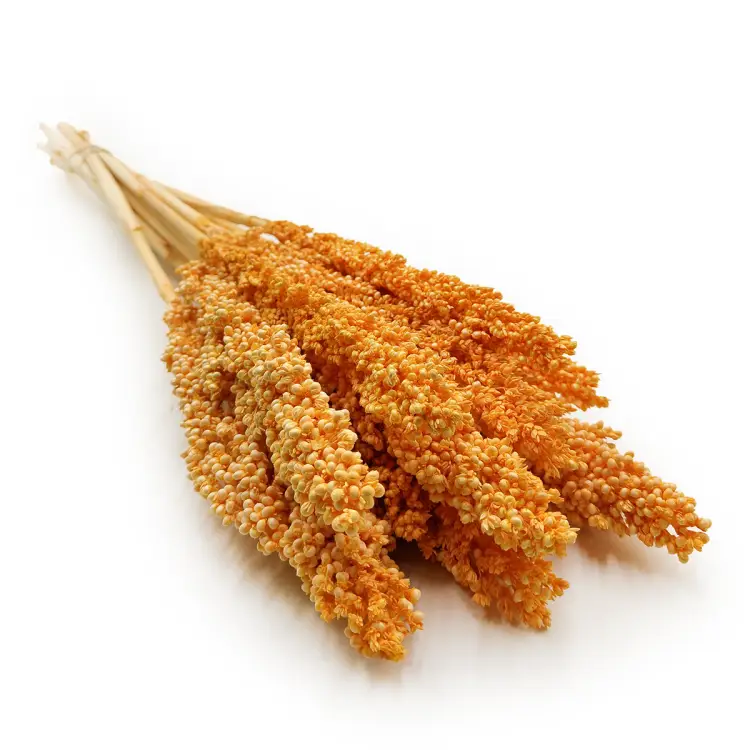 Sorgo sorghum suszone brzoskwiniowe okladka.png