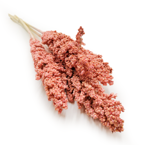 Sorgo rozowe suszone okladka.png