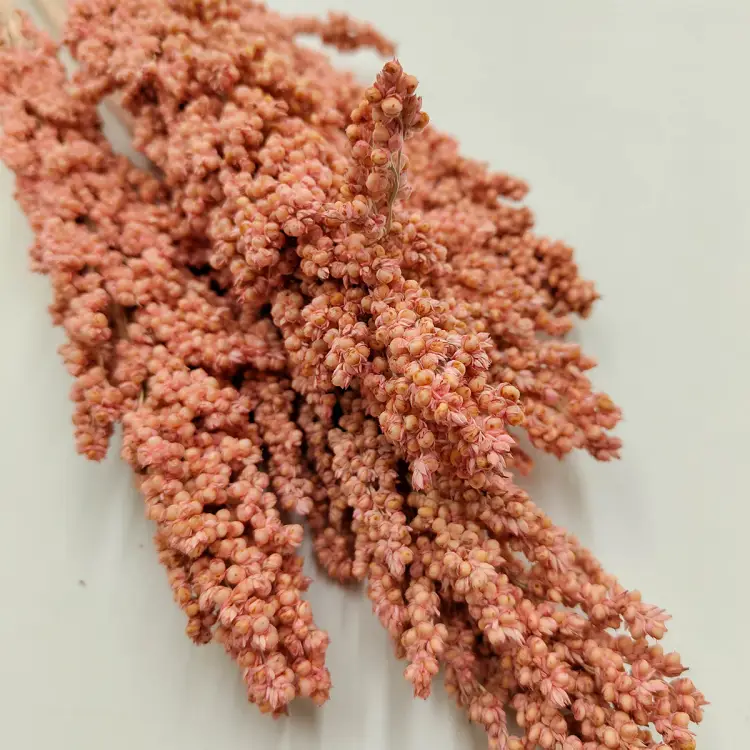 Sorgo rozowe suszone zbliz.png
