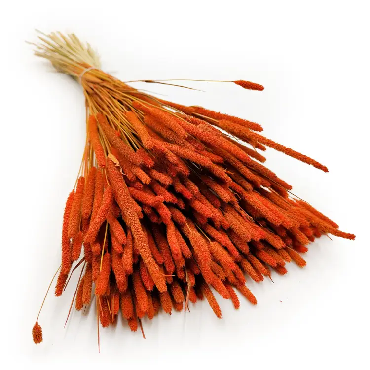 Tymotka trawa suszona pomaranczowa okladka.png