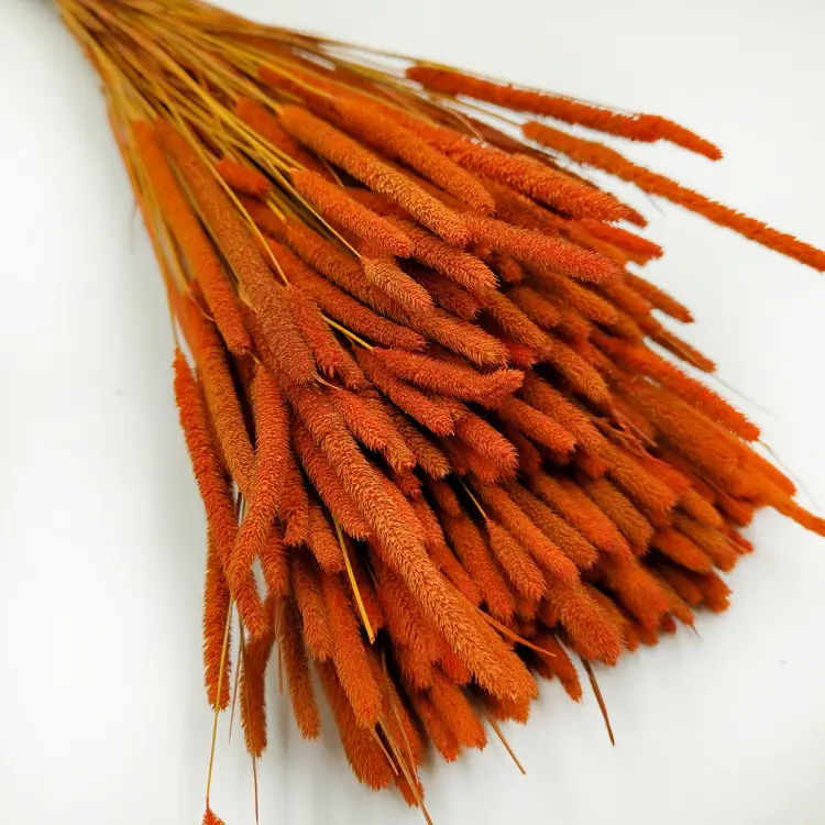 Tymotka trawa suszona pomaranczowa zbliz.png