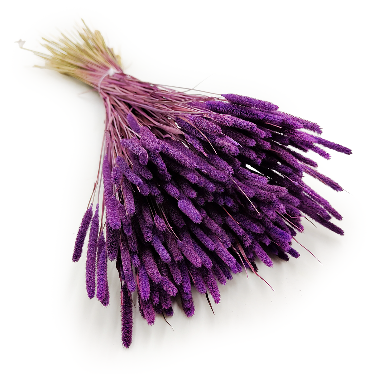 Suszona Tymotka - Fioletowa