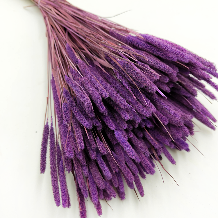 Tymotka trawa suszona fioletowa zbliz.png