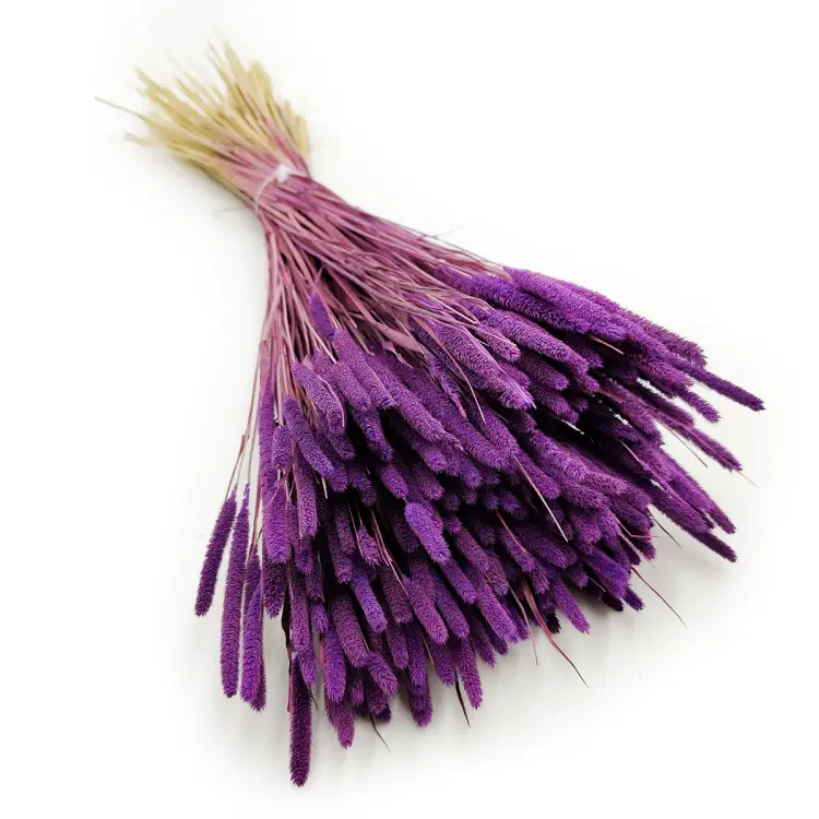 Tymotka trawa suszona fioletowa okladka.png