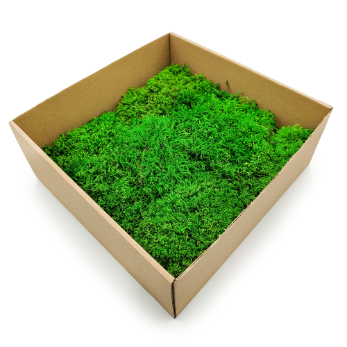 Chrobotek Poduszkowy Kulisty Jasnozielony okladka skos.png