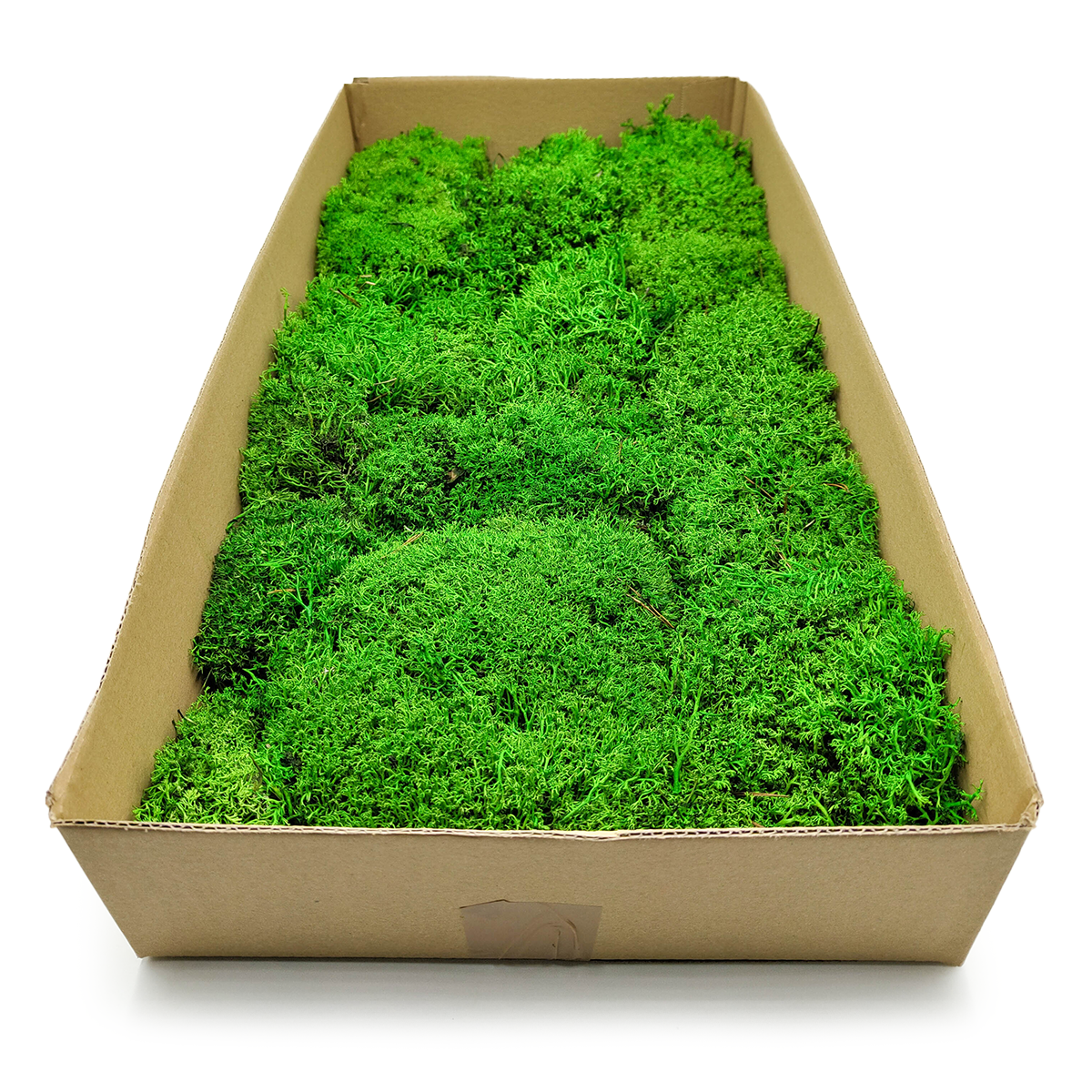 Mech Chrobotek Reniferowy - Kulisty - Jasnozielony 60x30cm