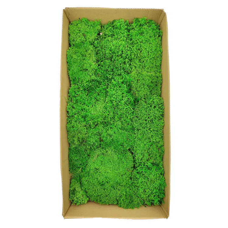 Chrobotek Poduszkowy Kulisty Jasnozielony 3.png