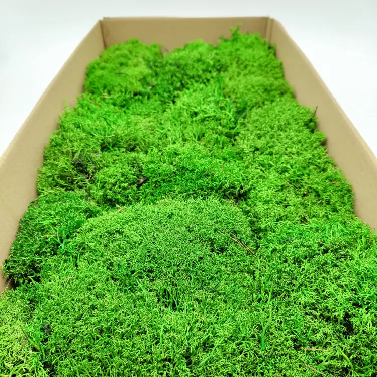 Chrobotek Poduszkowy Kulisty Jasnozielony 4.png