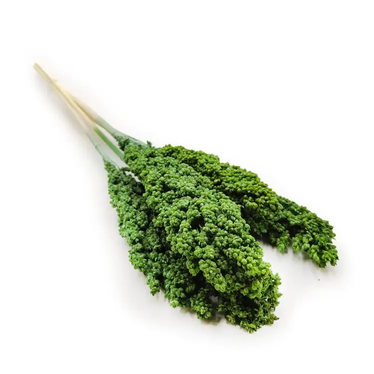 Sorgo Zielone okladka.png