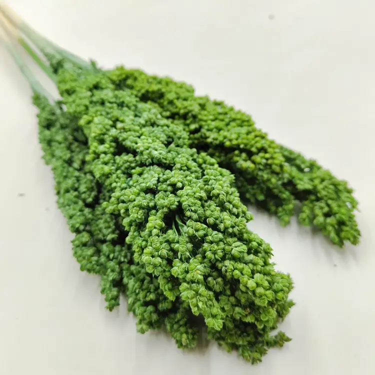 Sorgo Zielone zblizenie.png