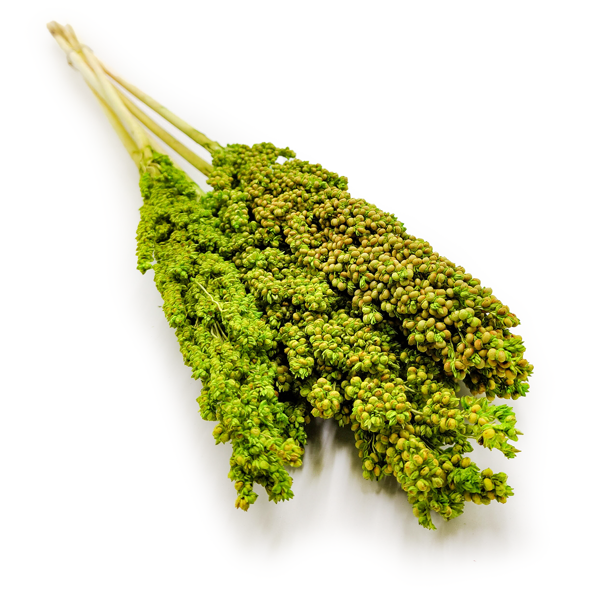 Sorgo millo - (Sorghum) - Seledynowe 5szt