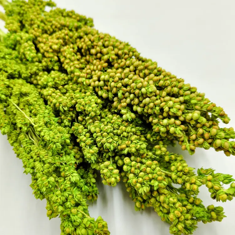 Sorgo seledynowe zblizenie.png