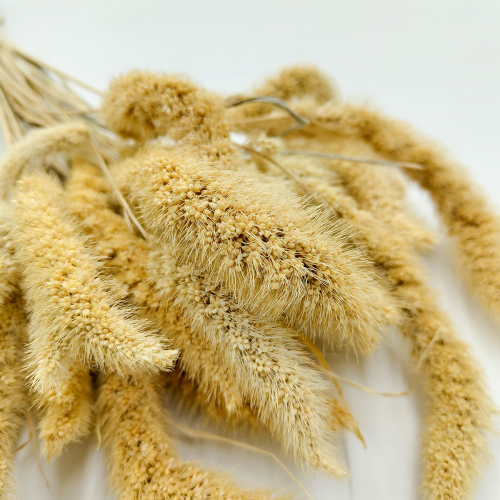 Setaria suszona bielona zblizenie.png