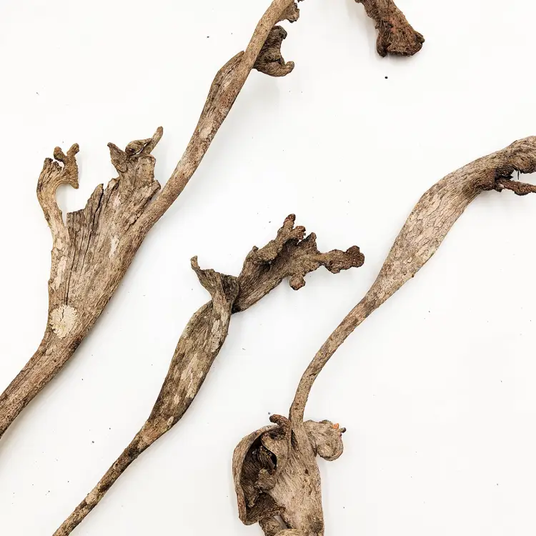 Natraj Naturalny Łosie Rogi zblizenie.png