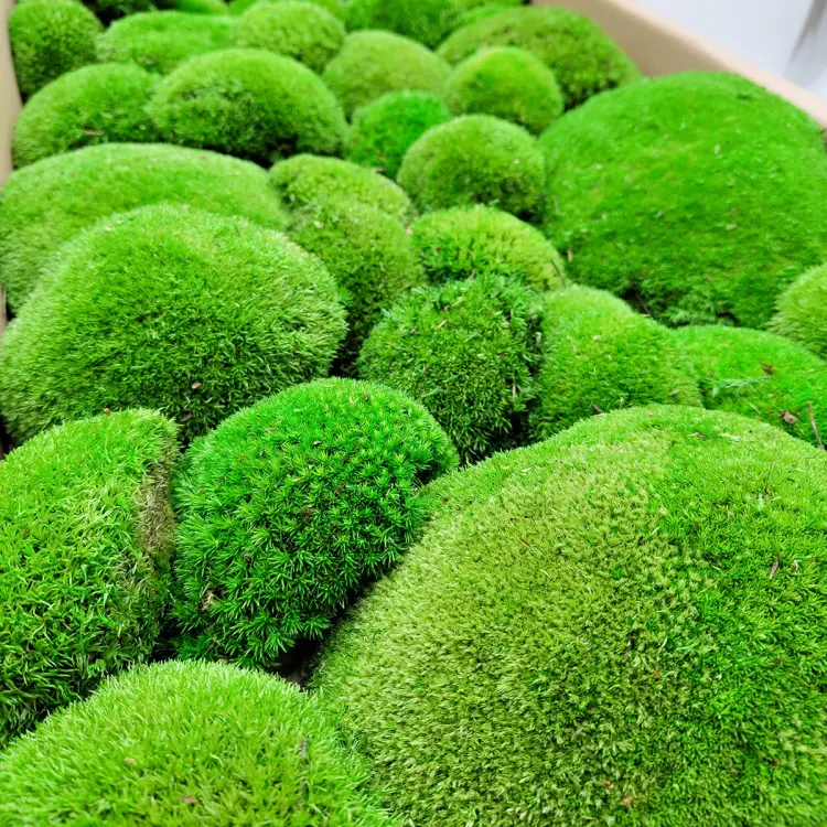 Poduszka Szwedzka Premium Średnia Zieleń Pudełko 1.png