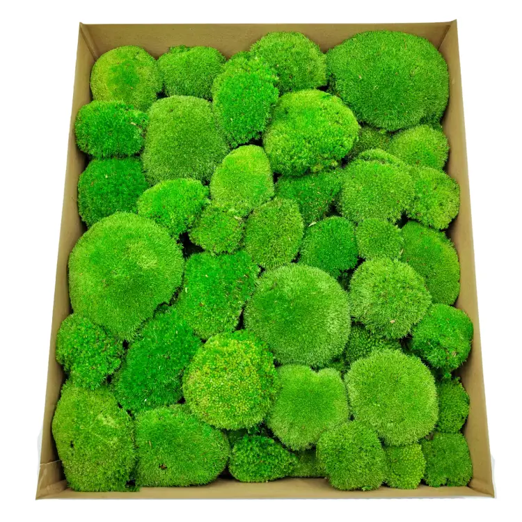 Poduszka Szwedzka Premium Średnia Zieleń Duże Opakoanie.png