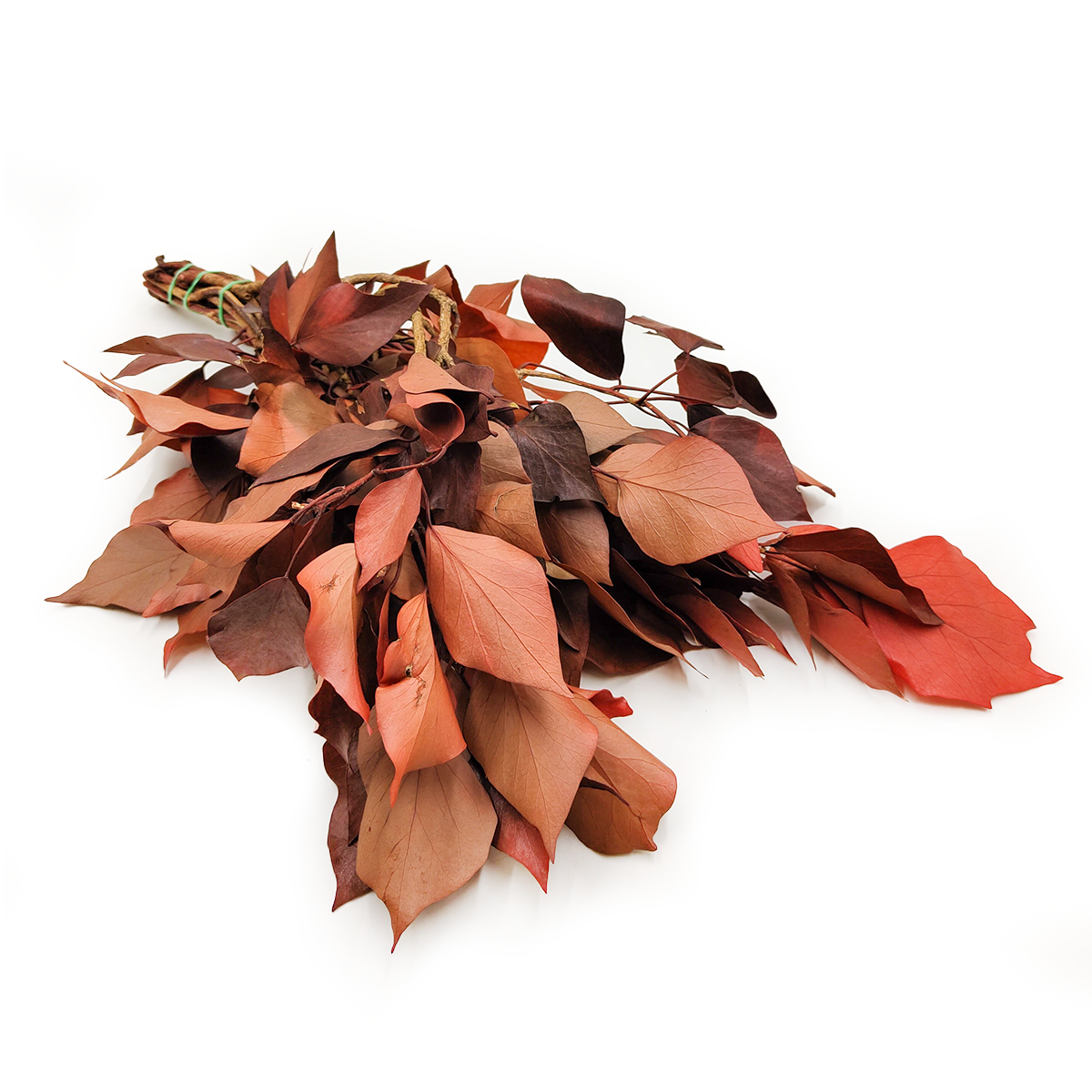 Bluszcz Stabilizowany - Czerwony