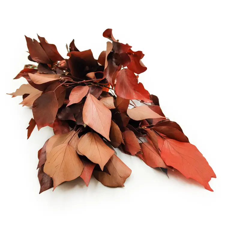 Bluszcz Stabilizowany Czerwony okladka1.png