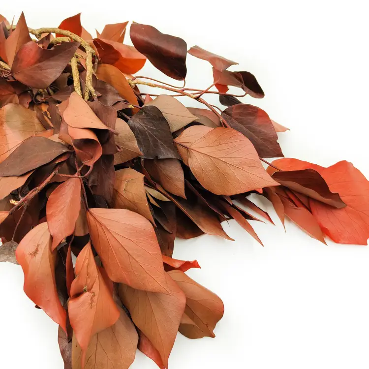 Bluszcz Stabilizowany Czerwony zbliz.png