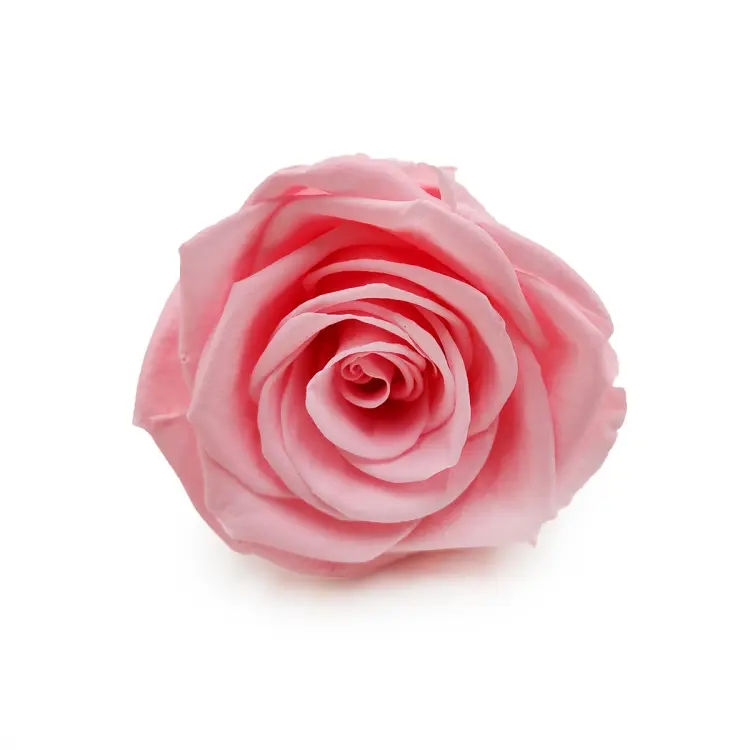 Róża Stabilizowana Baby Pink okladka.png