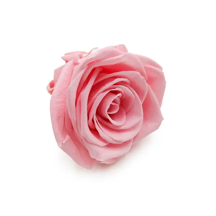 Róża Stabilizowana Baby Pink skos.png