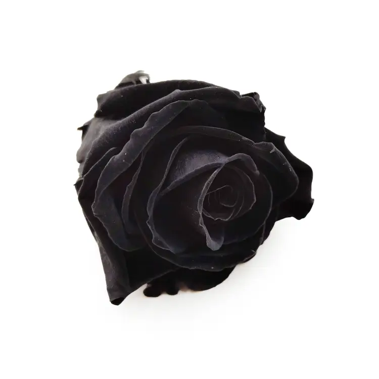 Róża Stabilizowana Carbon Black skos.png