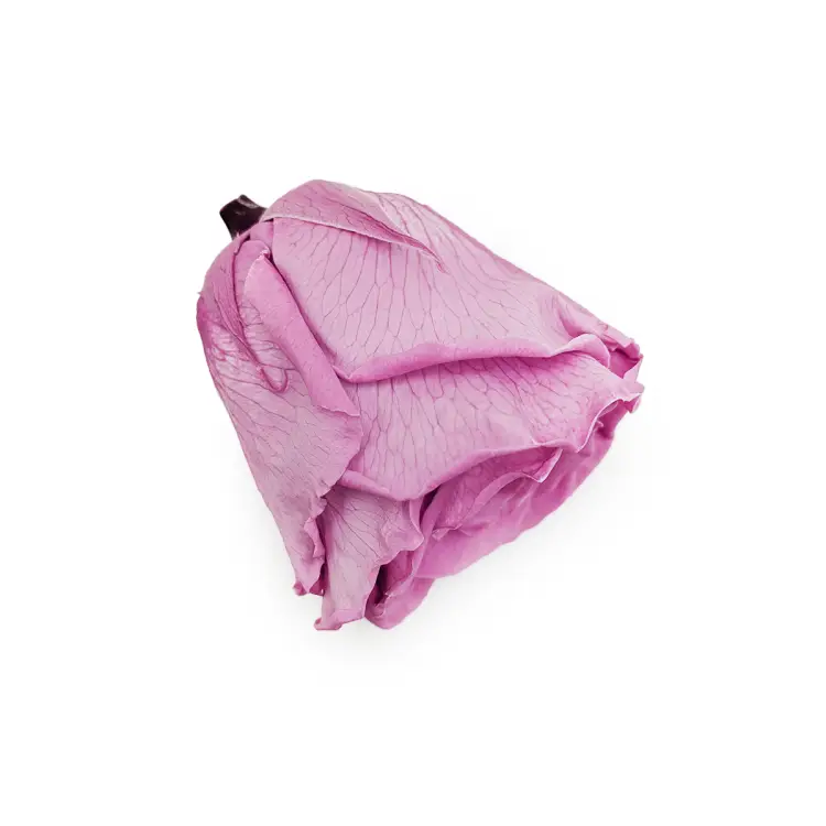 Róża Stabilizowana Lilac gora.png