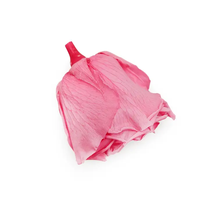 Róża Stabilizowana Madeleine Pink gora.png