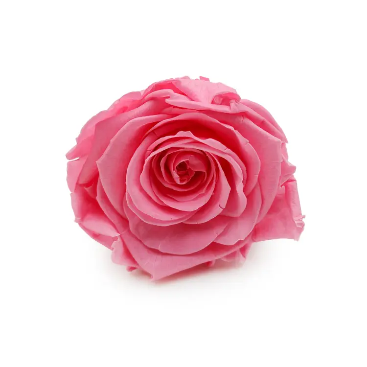 Róża Stabilizowana Madeleine Pink okladka.png