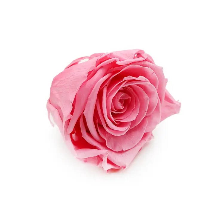 Róża Stabilizowana Madeleine Pink skos.png