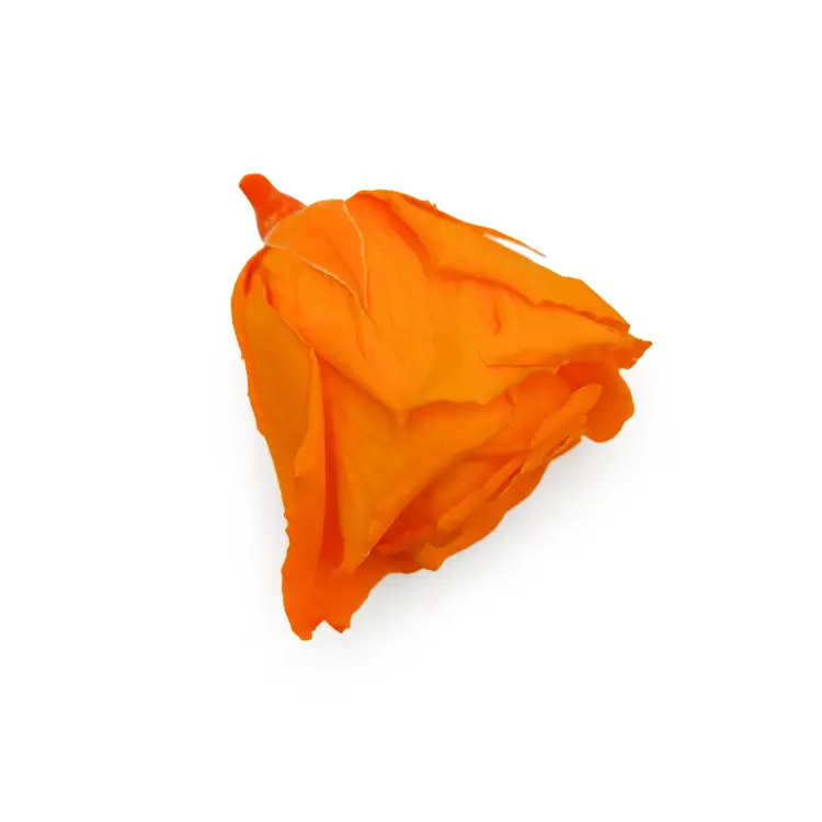 Róża Stabilizowana Orange gora.png