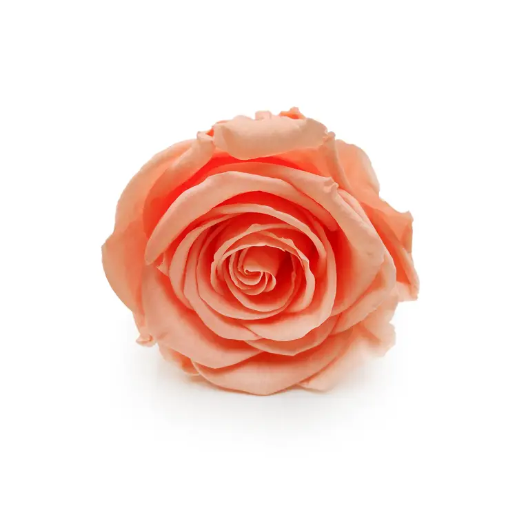 Róża Stabilizowana Peach okladka.png