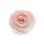 Róża Stabilizowana Pink Champagne okladka.png