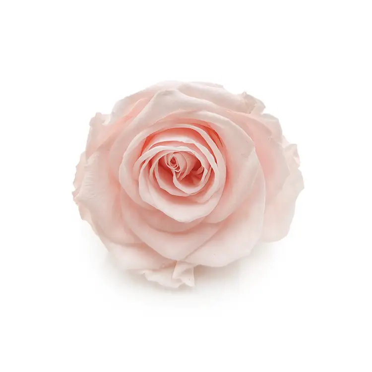 Róża Stabilizowana Pink Champagne okladka.png