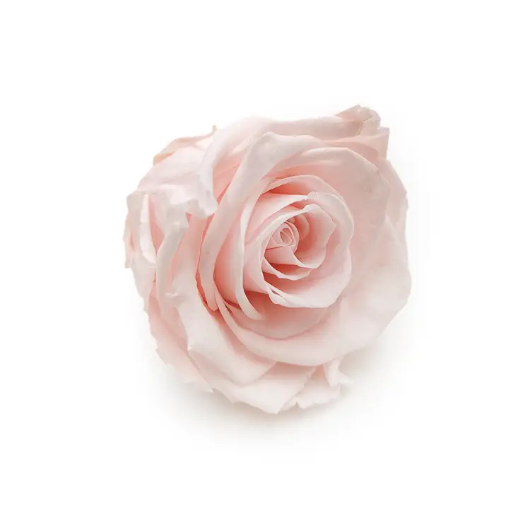 Róża Stabilizowana Pink Champagne skos.png