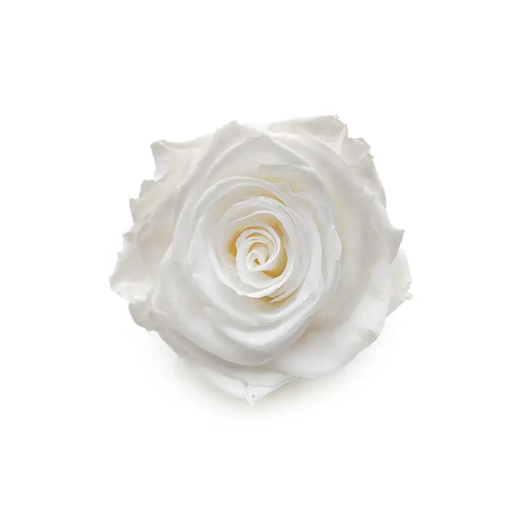 Róża Stabilizowana Princess White okladka.png