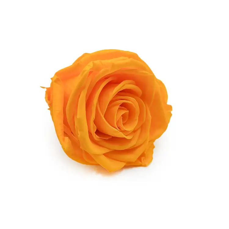 Róża Stabilizowana Saffron Yellow skos.png