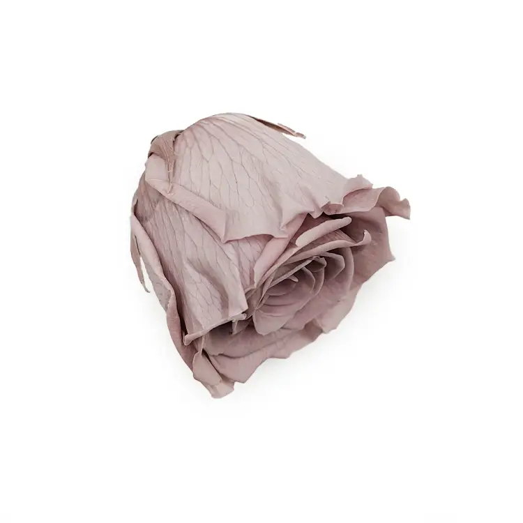 Róża Stabilizowana Sand Beige gora.png