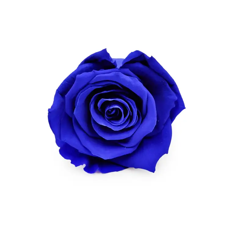 Róża Stabilizowana Sapphire Blue okladka.png