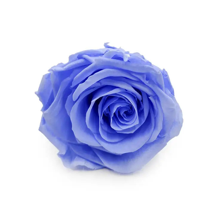 Róża Stabilizowana Sky Blue okladka.png