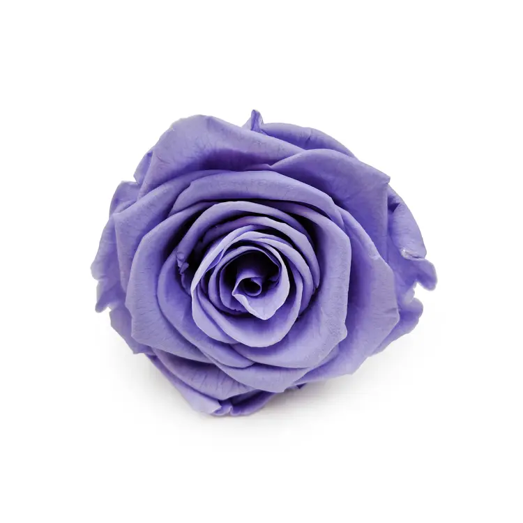 Róża Stabilizowana Very Grape okladka.png