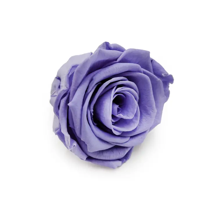 Róża Stabilizowana Very Grape skos.png