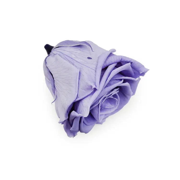 Róża Stabilizowana Very Grape gora.png